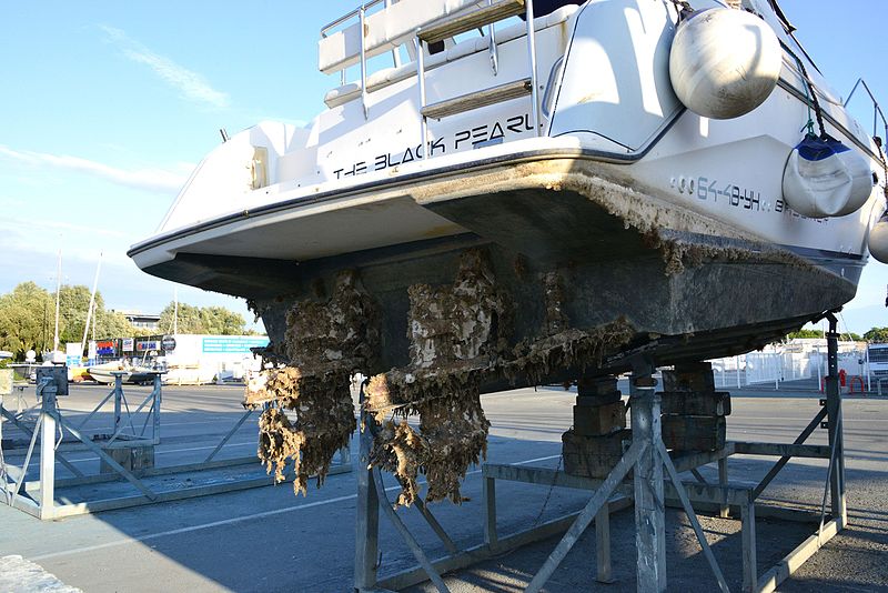 What Is Biofouling? Complete Guide to Marine Fouling and Prevention